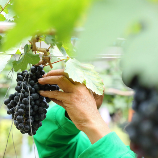 Economic Empowerment Projects